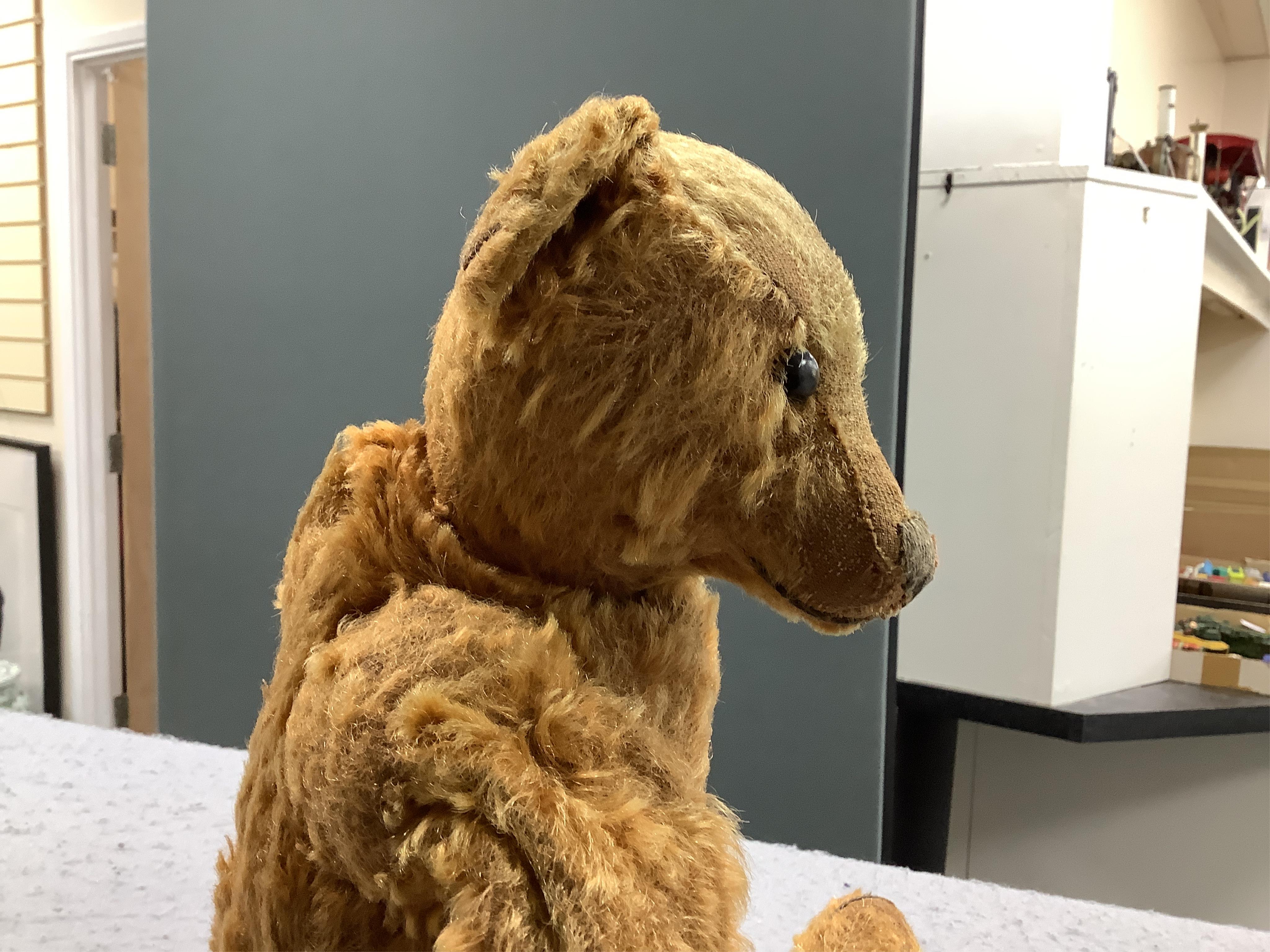 A cinnamon Steiff bear c.1908, with button paw pads, stuffing missing in arms, hair loss to head, muzzle repaired, general hair loss, 41cm